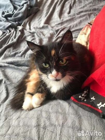Кошка