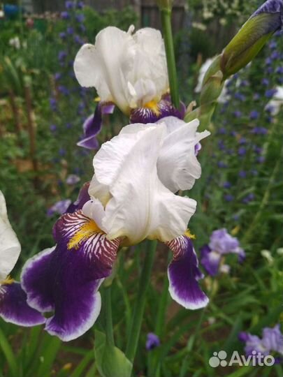 Ирисы разные, см.фотобородатый 