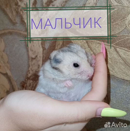 Сирийские хомячки