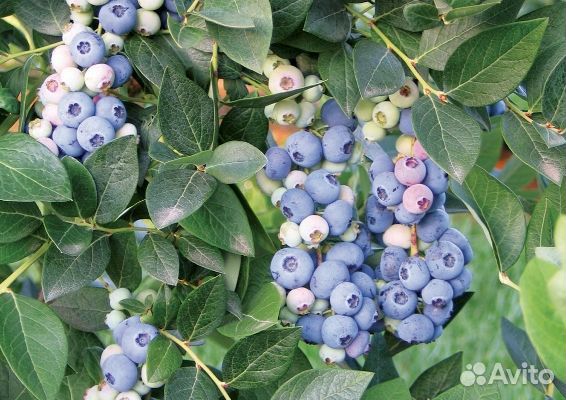 Голубика Сорт