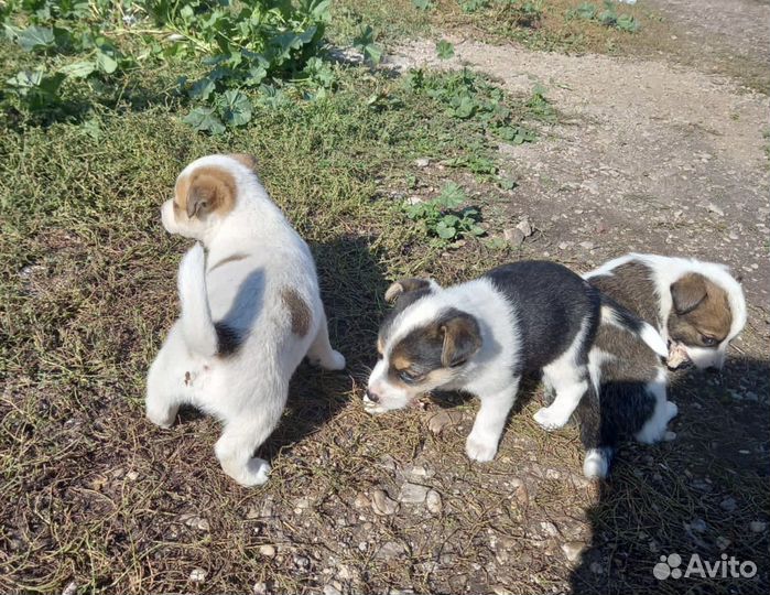 Собака в добрые руки отдам бесплатно