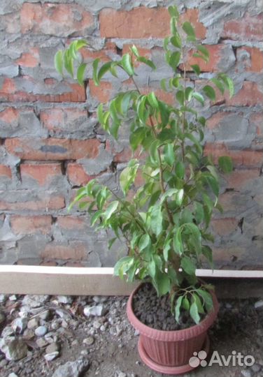 Фикус Бенджамина средний 80 см
