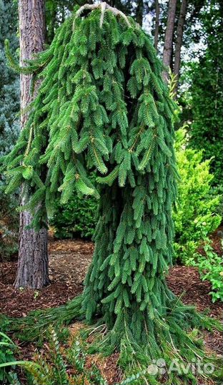 Хвойные растения саженцы