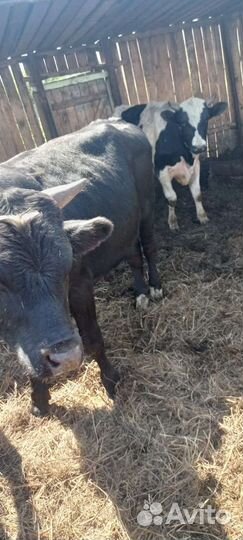 Бычки и быки