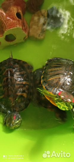 Черепашки