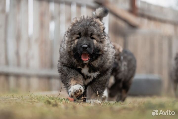 Щенки кавказской овчарки