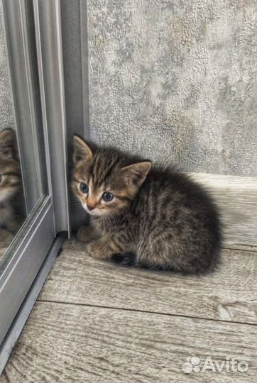 Очаровательные котята в добрые руки