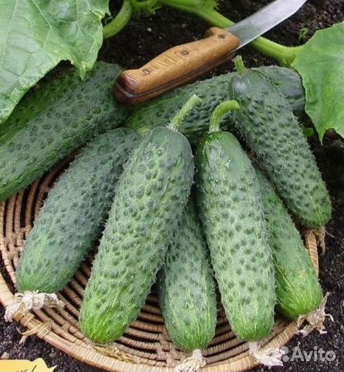 Самый урожайный вид огурцов из Испании Бэрд