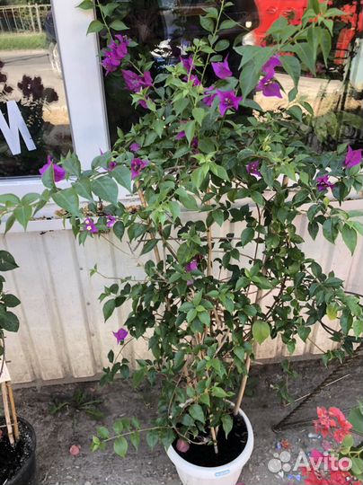 Бугенвиллия