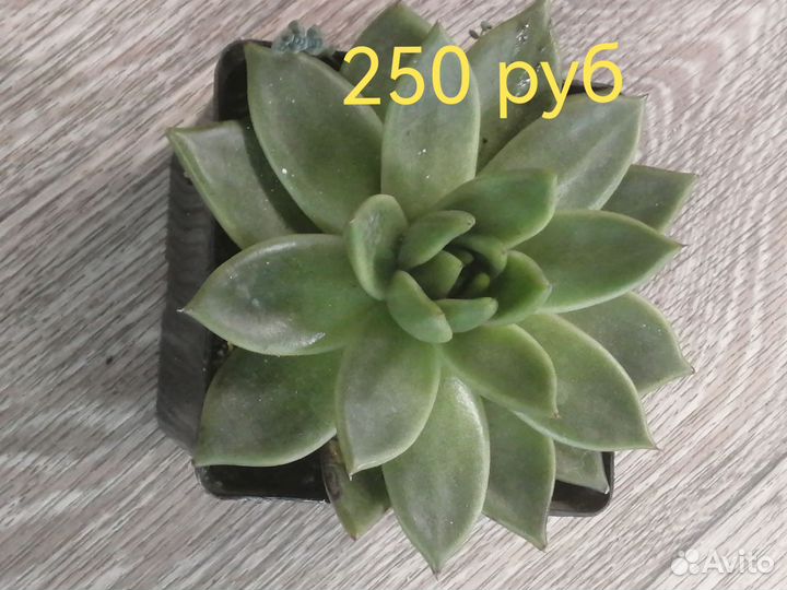 Кактусы и суккуленты