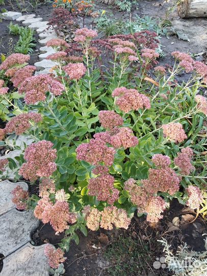 Очиток седум