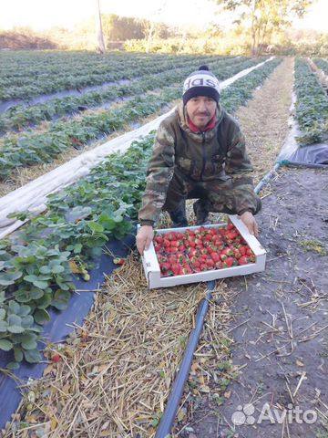 Рассада клубники ремонтантная