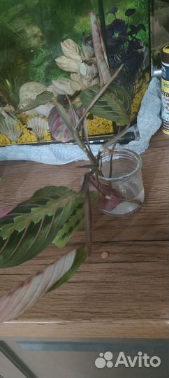 Маранта ростки