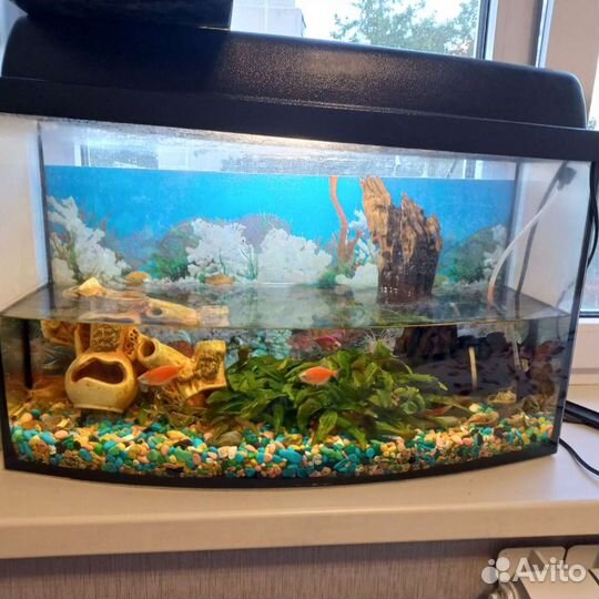 Аквариумные рыбки