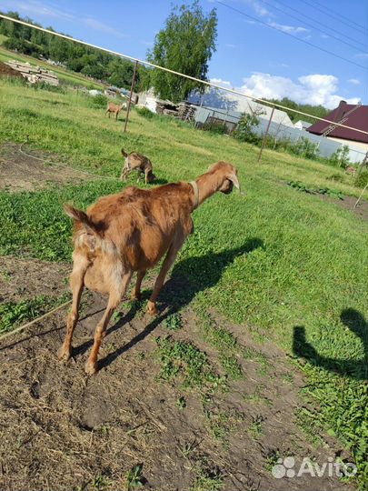 Нубийская коза - продам