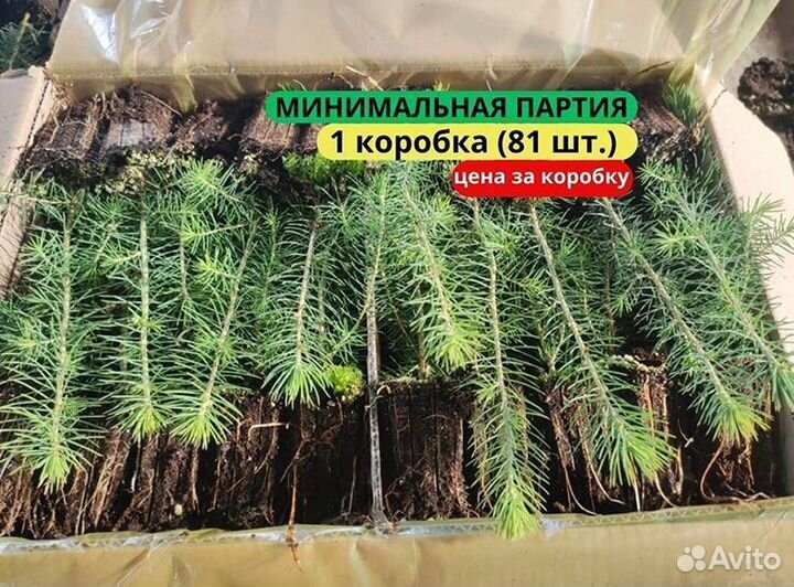 Саженцы сосны обыкновенной зкс от производителя