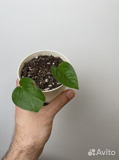 Эпипремнум