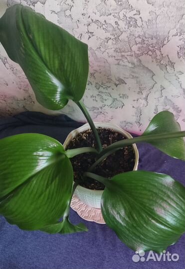 Эухарис амазонская лилия