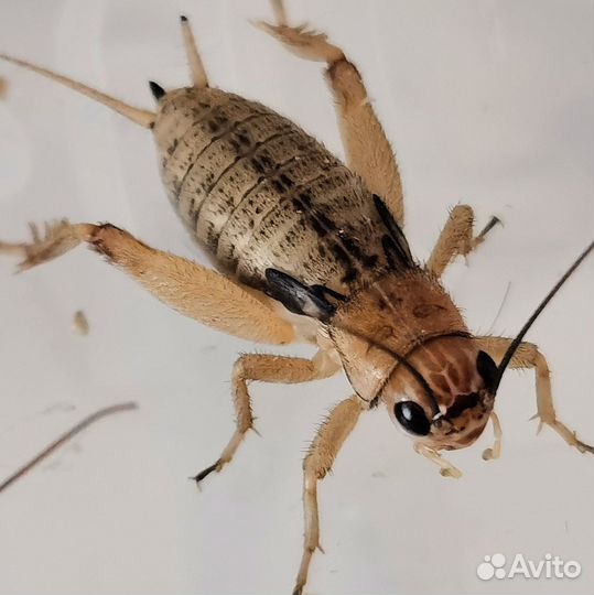 Сверчок банановый, таракан мраморный, блаптика