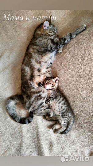 Котенок мальчик