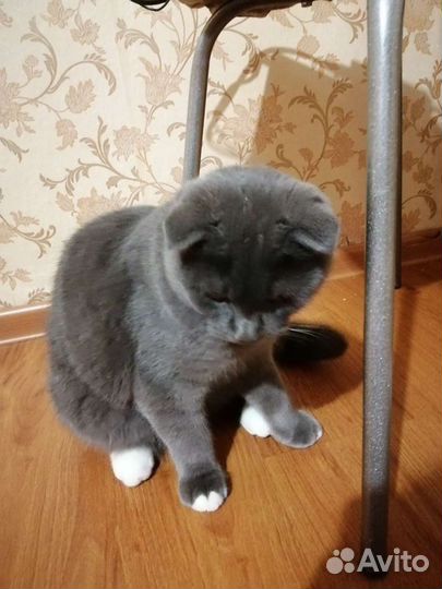 Британский вислоухий кот вязка