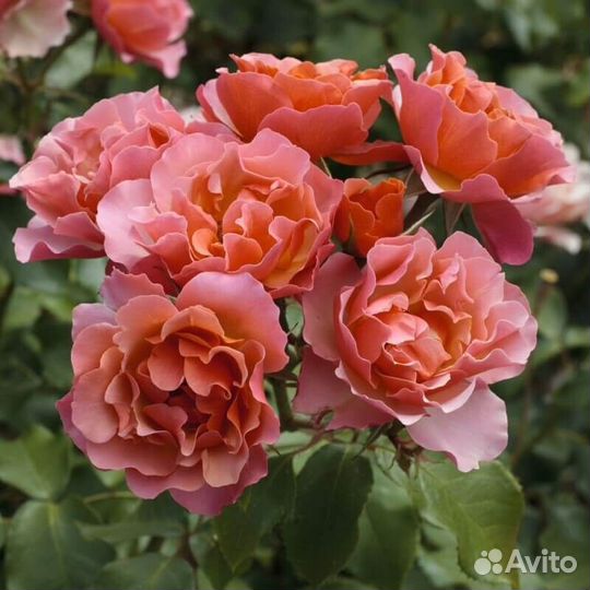 Розы саженцы