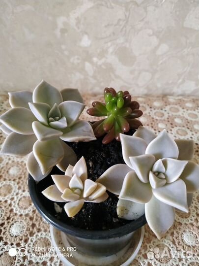 Продам суккуленты