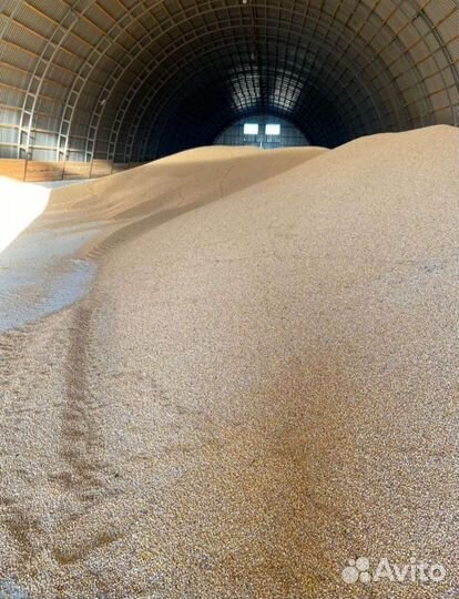Зерно пшеница семечки ячмень овёс кукуруза горох