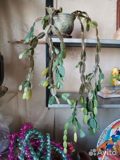 Декабрист рипсалидопсис