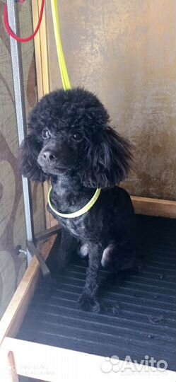 Стрижка ваших питомцев