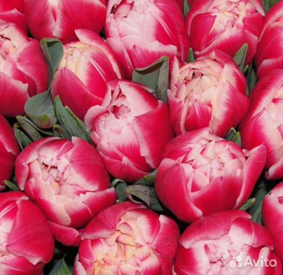 Продам тюльпаны