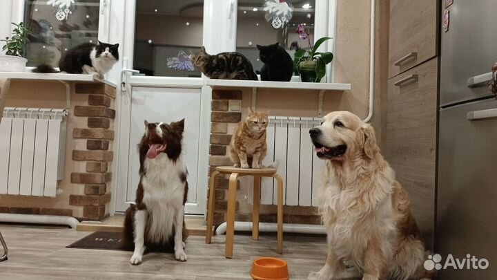 Передержка собак, домашнее содержание