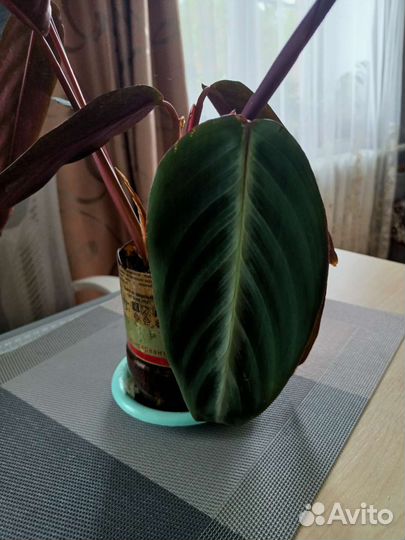 Аихризон-дерево любви/Строманта/глоксинии