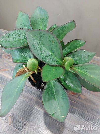 Пеперомия Ред Марджин