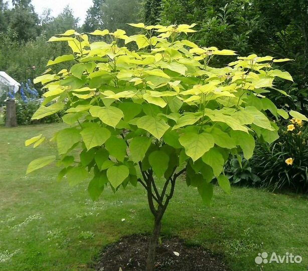 Саженцы катальпы