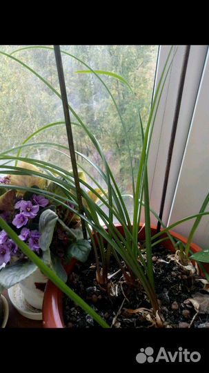 Домашние цветы