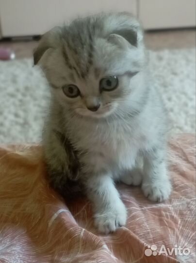 Шотландская