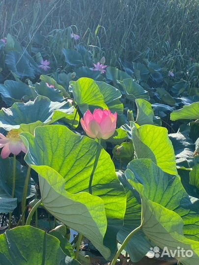 Егерь,Гид,Рыбалка на катере, Лотосы,Аренда катера