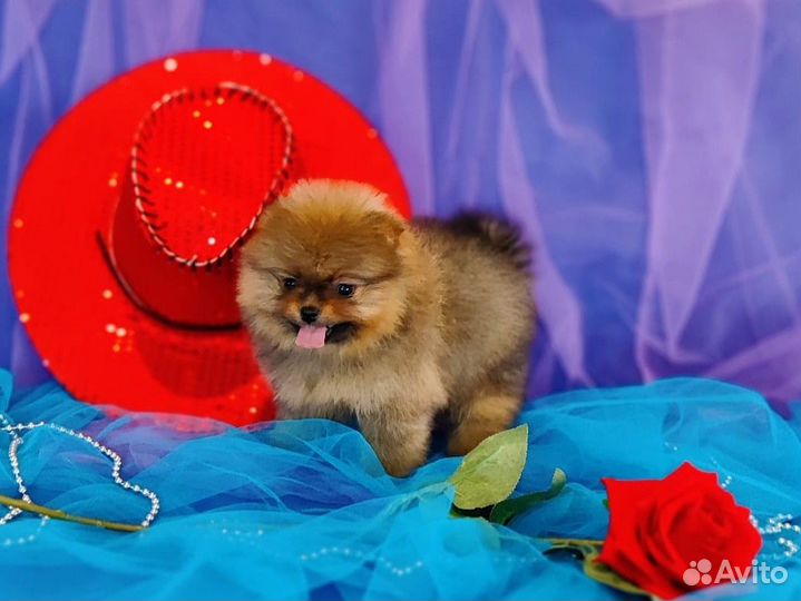 Шпиц милый мишка