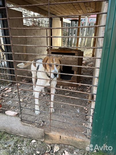 Собака русская пегая гончая