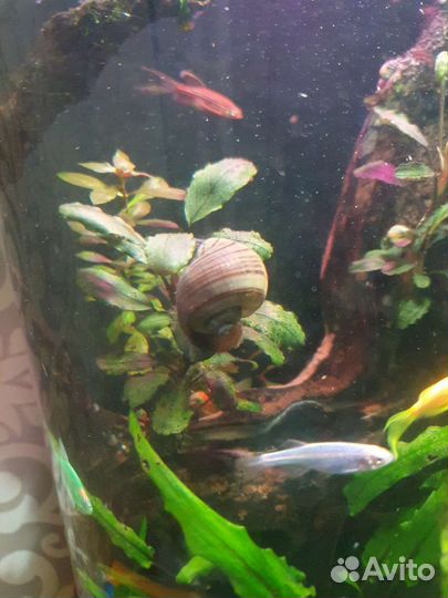 Улитки ампулярии