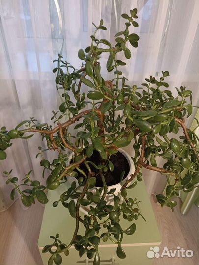 Крассула толстянка