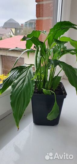 Спатифилум