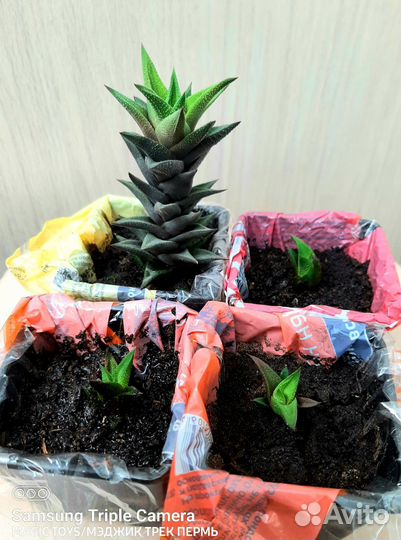 Хавортия извилистая/Суккулент