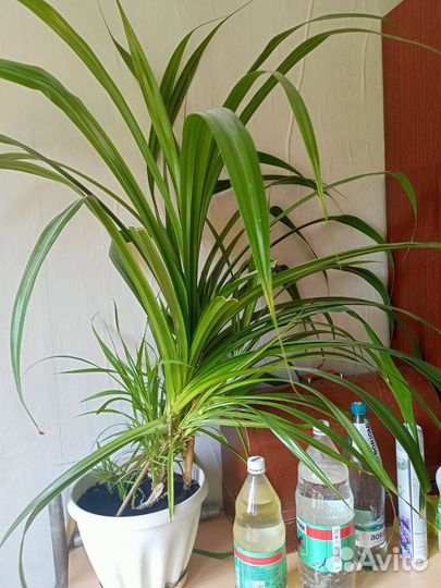 Пальма юкка