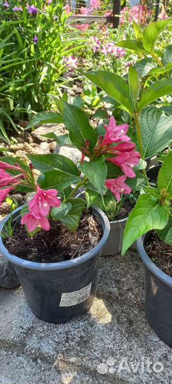 Вейгела цветущая