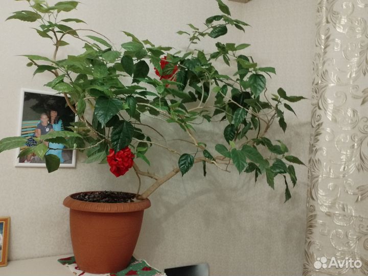 Гибискус китайский (Hibiscus rosa- sinensis)