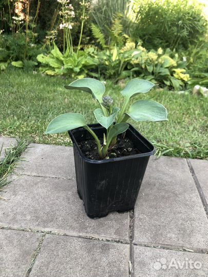 Хоста мышиные ушки