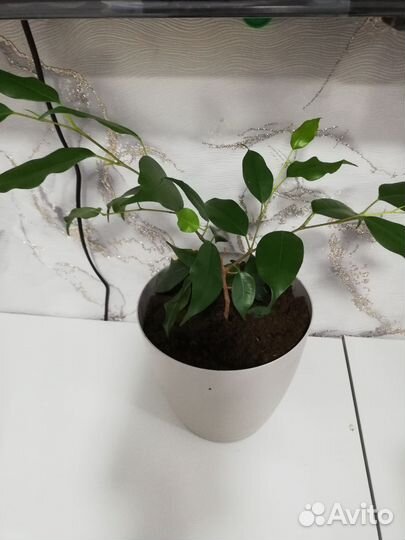 Фикус Бенджамина