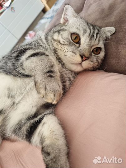 Шотландская кошка